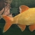 Large Golden Orfe - £35