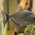 5 inch Black Diamond Rohm Pirahna