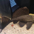 Large 12 inch Sailfin Pleco and Gold Severum