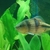 LARGE SPANNER BARB - KUCHIGENSIS/LATERISTRIGA