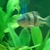 LARGE SPANNER BARB - KUCHIGENSIS/LATERISTRIGA