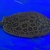 Pearl Het female Stingray around 9” for Sale