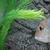 6-7 inches Red Head Geos x4, Large red spot gold Sev