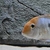 6-7 inches Red Head Geos x4, Large red spot gold Sev