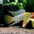 Fi apistogramma cf hoignei breeding pair