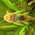 L144  Blue Eyed Lemon Bristlenose  for sale - Huddersfield.