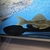Sunshine Pleco L14