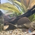 L001/L022 Sailfin Pleco - £50