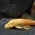 Albino juvenile plecos