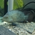 Carpintis cichlid
