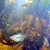 Young Opaline Gouramis FREE