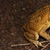 WANTED - FEMALE CANE TOAD