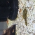 BN pleco