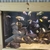 Full tank of malawi need rehoming