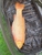Large 19.5lb Chagoi Carp