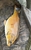 Large 24.5lb Ghost Carp