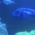Regal tang 6”