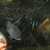Ghost Common Carp Pond fish LARGE for sale