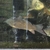 Ghost Common Carp Pond fish LARGE for sale