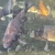 Ghost Common Carp Pond fish LARGE for sale