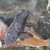 Ghost Common Carp Pond fish LARGE for sale