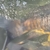 Ghost Common Carp Pond fish LARGE for sale