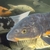 Ghost Common Carp Pond fish LARGE for sale
