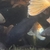 Ghost Common Carp Pond fish LARGE for sale
