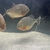 Red-Bellied Piranha - x4 XL £150