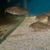 Brochis Pantanalensis C005 - F1, UK bred from wilds corydoras. Various options