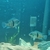Neetroplus Nematopus cichlids