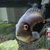 Uaru Triangle cichlid