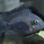 Uaru Triangle cichlid