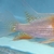 Luteus, fly river turtle, Stingray, super king Kong parrot, albino heckli and...