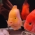 Luteus, fly river turtle, Stingray, super king Kong parrot, albino heckli and...