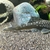 Blue phantom pleco L128