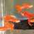Line Bred Guppies - Albino Koi Ribbon Guppies