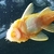 L144 Blue eyed lemon pleco fry