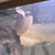 10inch arowana £100ono