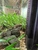 2 Polka-Dot Loaches and 1 Bristlenose Plec Free to Good Home