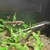 2 Polka-Dot Loaches and 1 Bristlenose Plec Free to Good Home