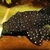 Peppermint bristlenose plecos