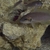 Neolamprologus brichardi 2 adults 1M+1F + 18 ~20 Fry 3-5+ cm all £100