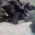 Luteus, fly river turtle, Stingray, super king Kong parrot, albino heckli and...