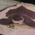 Luteus, fly river turtle, Stingray, super king Kong parrot, albino heckli and...