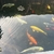 Various Koi tench bream goldfish