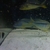 BUCCOCHROMIS RHOADESII WILD CAUGHT - 15 POUND