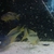 BUCCOCHROMIS RHOADESII WILD CAUGHT - 15 POUND