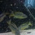BUCCOCHROMIS RHOADESII WILD CAUGHT - 15 POUND