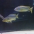 BUCCOCHROMIS RHOADESII WILD CAUGHT - 15 POUND